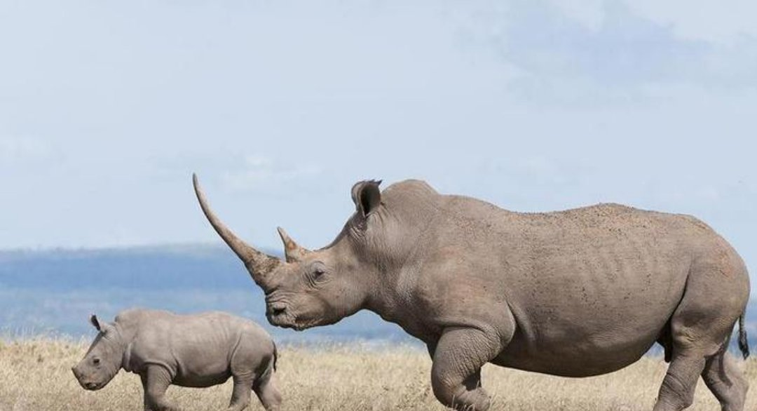 世界珍稀动物名录_珍稀仅剩动物世界了吗_世界珍稀动物仅剩一只