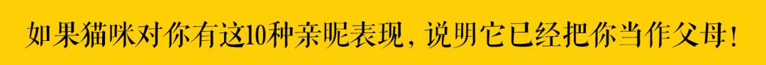 「應該批評喂流浪貓廉價糧的人嗎？」 萌寵 第25張