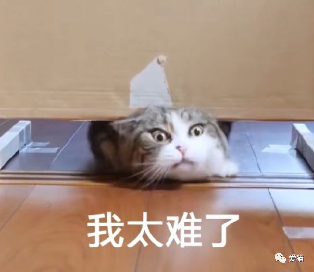 著名網紅喵Maru：「我太難了！」 寵物 第10張