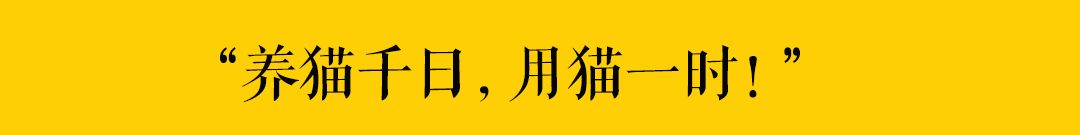 「素貓糧，最罪惡的貓糧！」 萌寵 第16張