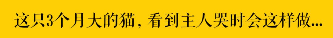 「我恐怕養的是一只假貓！」 萌寵 第45張