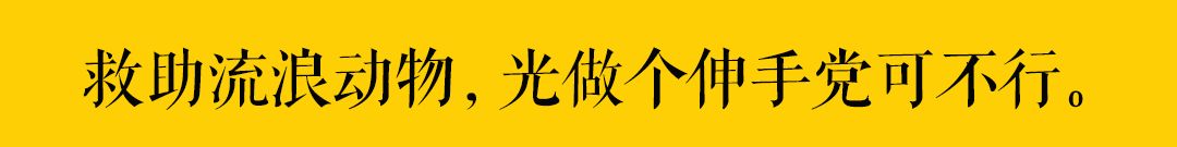 「素貓糧，最罪惡的貓糧！」 萌寵 第14張