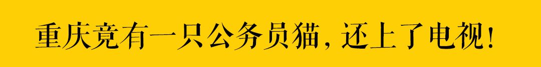 我在網上發現一種超沙雕的貓糧，竟用神獸「鯤魚」做原料～ 萌寵 第20張