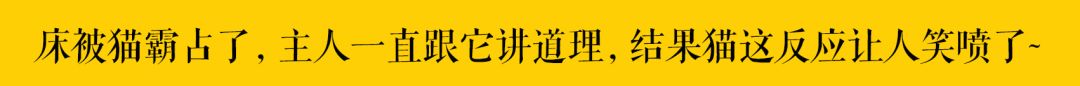 「應該批評喂流浪貓廉價糧的人嗎？」 萌寵 第27張