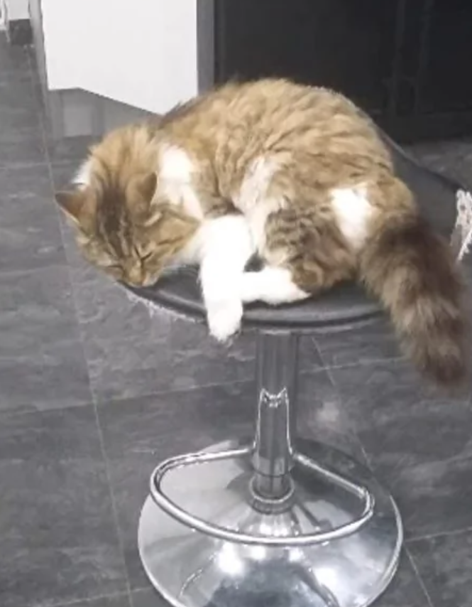 怀孕流浪猫临产前拼命爬9楼送二胎，网友：我就是传说中的接盘侠？！