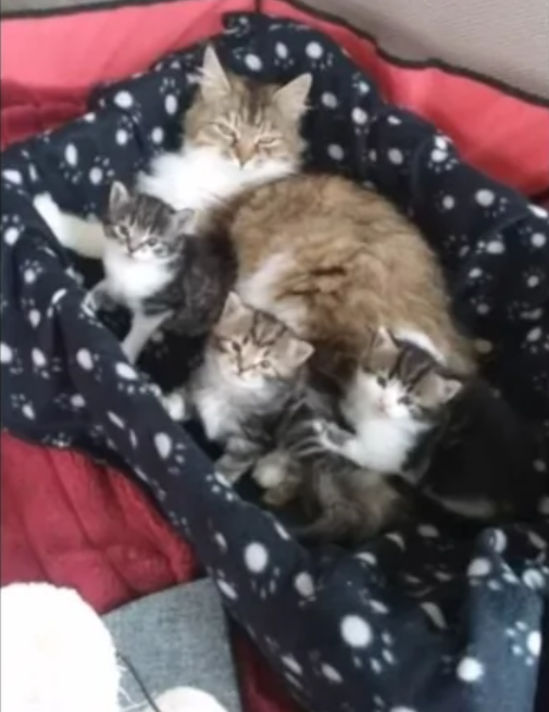 怀孕流浪猫临产前拼命爬9楼送二胎，网友：我就是传说中的接盘侠？！