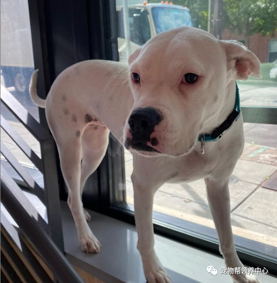 狗狗坐高腳凳俯瞰其它玩耍的狗狗 網友 這是我見過最拽的狗 中國熱點