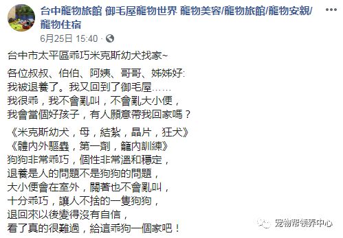 乖巧田园犬只被领养9天就退回！它不再爱笑，眼