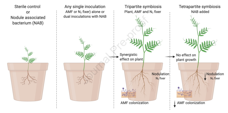 科学网—科研 | Soil Biology and Biochemistry：结瘤相关细菌改变了丛枝菌根真菌和固氮细菌之间的共生 - 江舜尧的博文