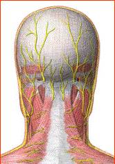 外展枕怎么使用总结的很全的针刀治疗要点，学针刀的人不容错过_https://www.jmylbn.com_新闻资讯_第12张