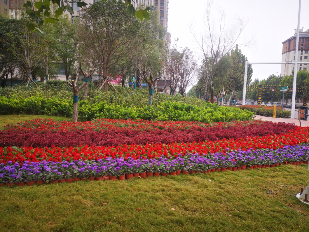 户外草花造型图片大全图片