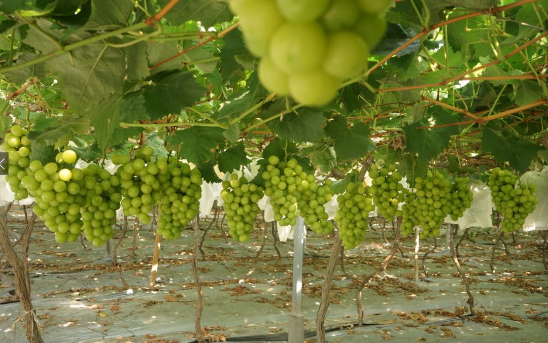 百果园“出轨”