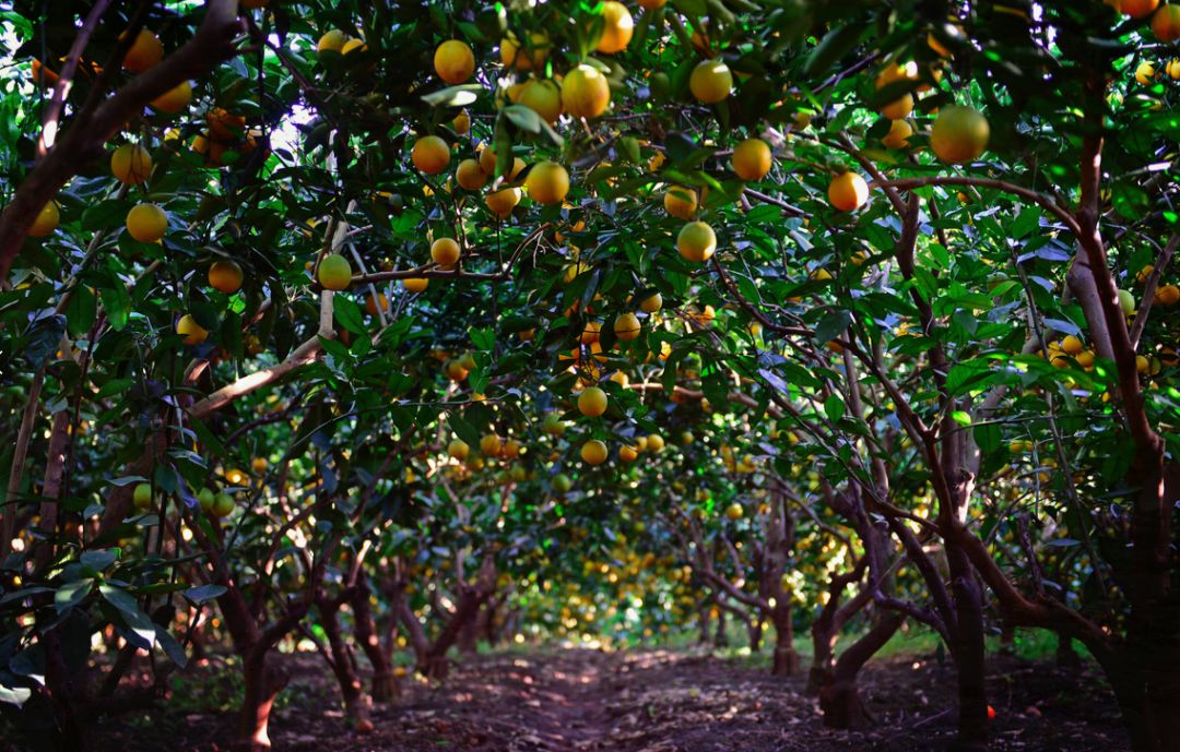 百果园“出轨”