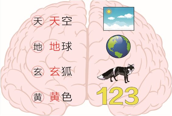 全脑教育知多少? （深度好文）