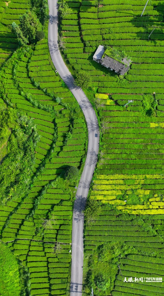 在贵州省铜仁市江口县坝盘镇挂扣村拍摄的生态茶园风光。.jpg