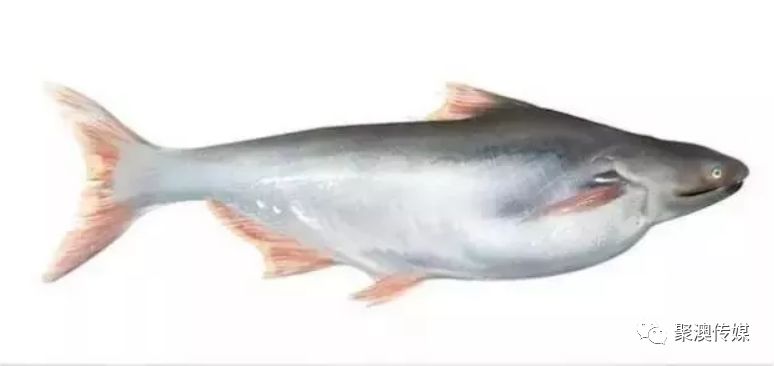 踏板鱼的家常做法_踏板鱼_踏板鱼怎么处理干净