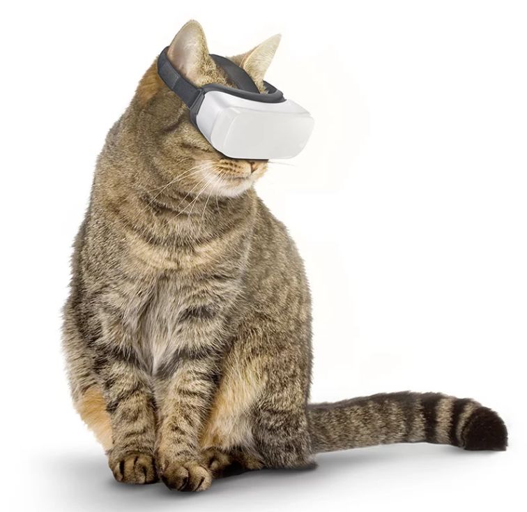 人不如貓！天價家俱、VR眼鏡、電動滑板車...貓過得比你還精致！ 未分類 第5張