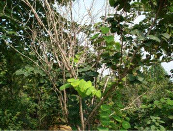 六月養(yǎng)管要點(diǎn)及常見病蟲害防治技術(shù)