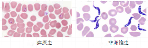 血常规用什么仪器检查干货：血常规检验必须关注的N个复检要点_https://www.jmylbn.com_新闻资讯_第9张