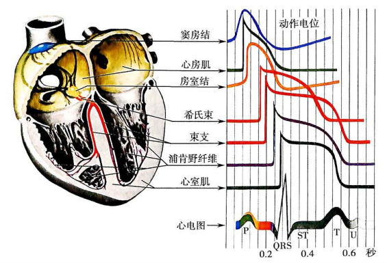 心电图纸怎么看心电图纸上跳动的线条，你了解多少？_https://www.jmylbn.com_新闻资讯_第5张