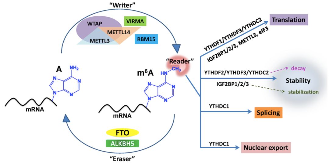 辛辛那提大学陈建军教授最新综述：肿瘤m6A研究成果与展望！推荐深读！图