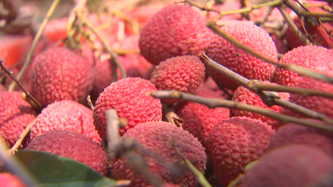 长春镇埕坞村晚熟荔枝进入采摘季