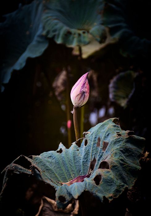 白露丨露从今夜白