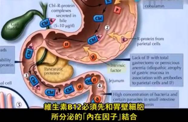 所以不管是哪一种饮食习惯,身体在利用或吸收维生素b12时,有很多环节