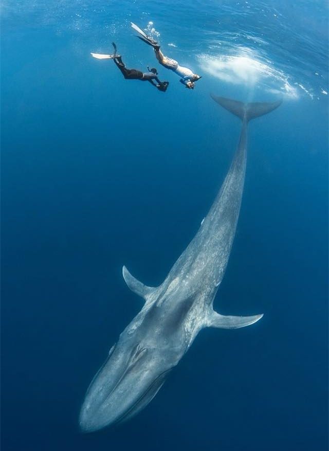 世间有蓝鲸的生物吗_世间有蓝鲸的生物吗_世间有蓝鲸的生物吗
