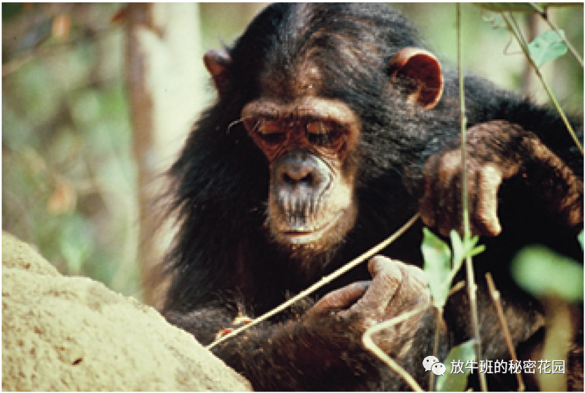 《爸爸的奇迹——人类学家谈父亲角色在人类进化史中的关键作用》