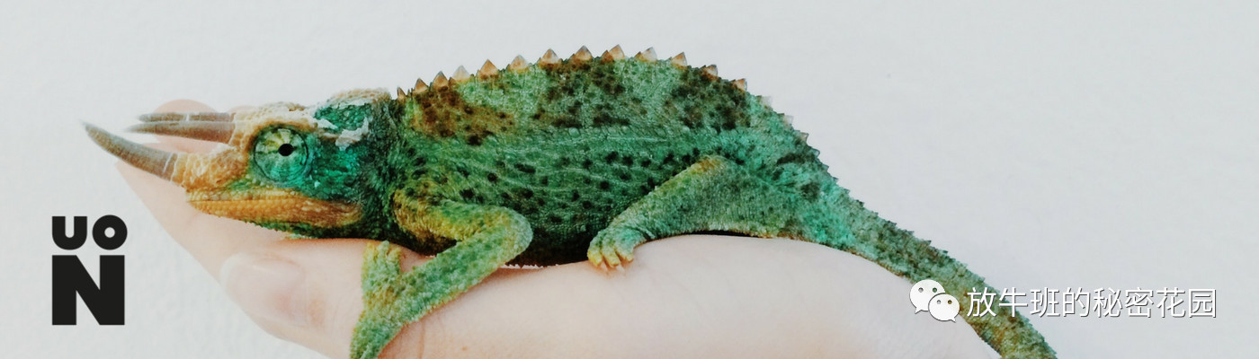 《一纸文凭难入CEO法眼，大学需重点培养学生可迁移技能和职业目标》