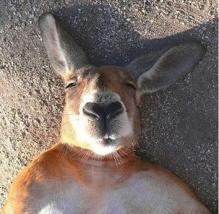 奶粉俄罗斯便宜是假货吗_俄罗斯奶粉价格便宜_俄罗斯奶粉那么便宜是真的吗