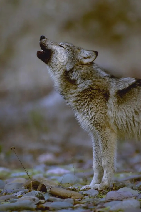在乡村的小路上,忽然张三从背后拍了拍李四,李四吓坏了,以为是狼搭肩