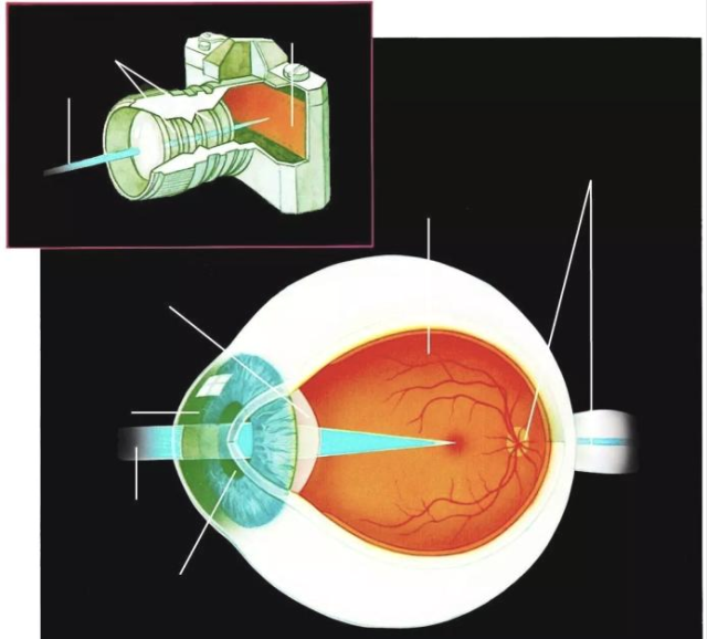 怎么看眼底相机【眼科中心】尼康超广角眼底相机——开启眼病诊疗新视界_https://www.jmylbn.com_新闻资讯_第9张