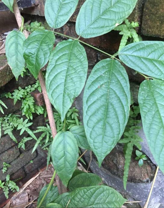 发现深圳的中草药 | 儿科圣药使君子