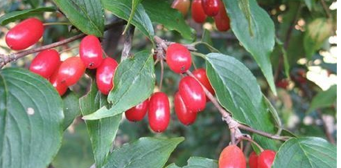 山茱萸：中医止汗补肾的一味草药！