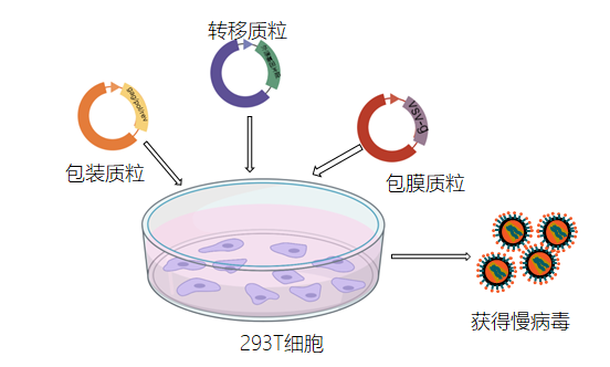 “高效穩(wěn)定，精準(zhǔn)轉(zhuǎn)染——尚恩生物慢病毒轉(zhuǎn)染服務(wù)全新登場！”