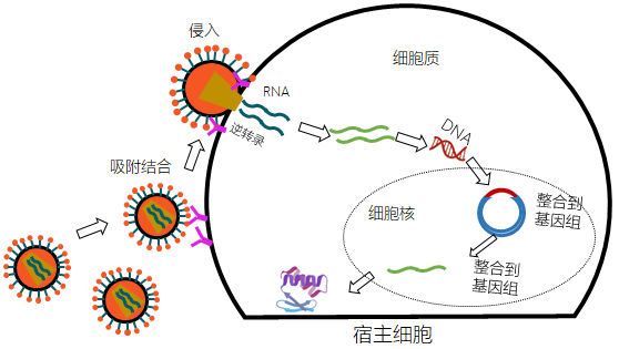 “高效穩(wěn)定，精準(zhǔn)轉(zhuǎn)染——尚恩生物慢病毒轉(zhuǎn)染服務(wù)全新登場！”
