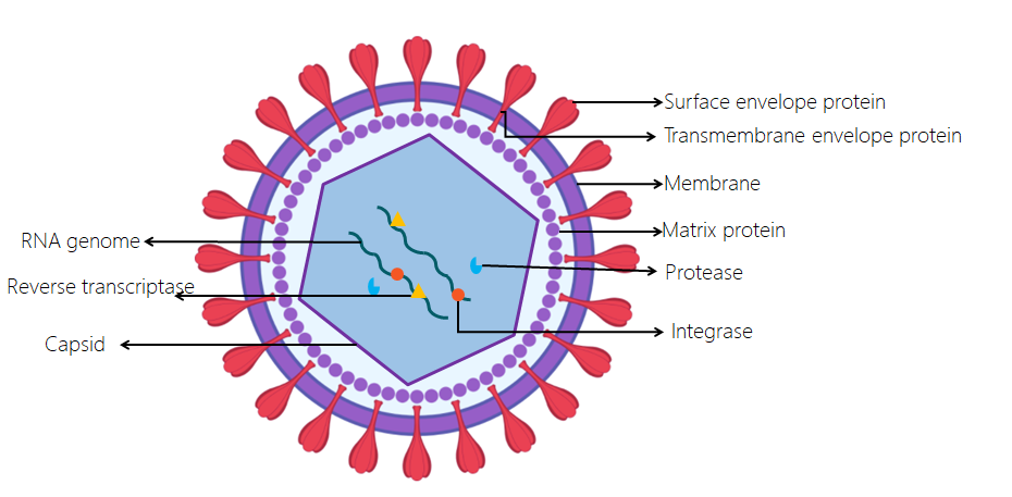 “高效穩(wěn)定，精準(zhǔn)轉(zhuǎn)染——尚恩生物慢病毒轉(zhuǎn)染服務(wù)全新登場！”
