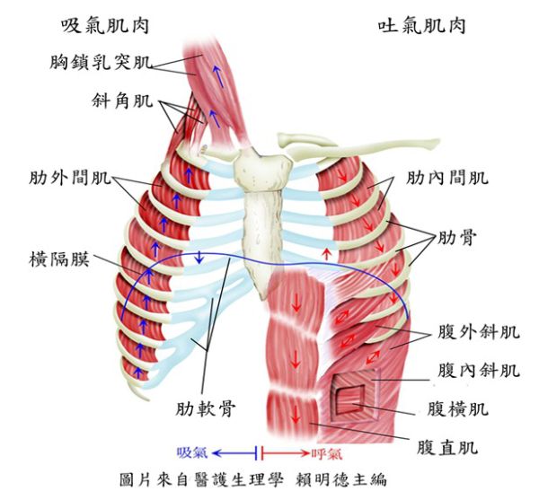 完全呼吸法 第三章 乐明瑜伽 微信公众号文章阅读 Wemp