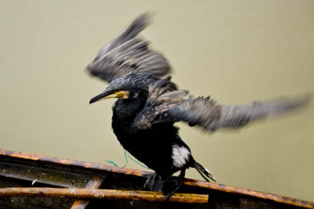 歌曲一条大河波浪宽_一条大河波浪宽 风吹稻花香两岸_一条大河波浪宽简谱