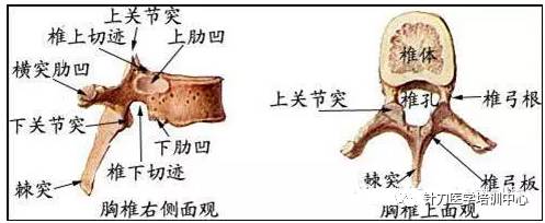 颈椎双斜位片颈椎正侧位及屈伸片颈椎正常mr2钩锥