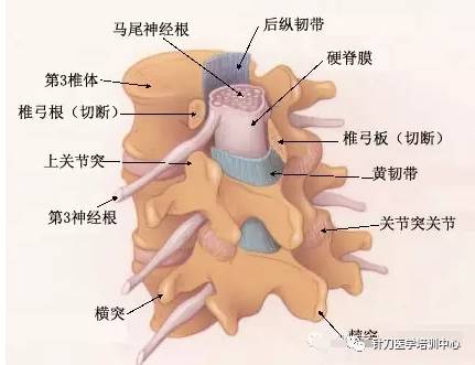 脊柱解剖的基本要点