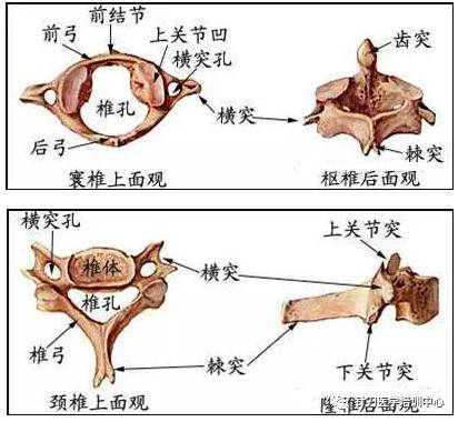 脊柱解剖的基本要点
