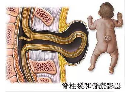 脊柱解剖的基本要点