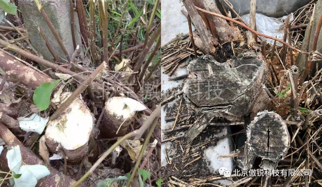 "傲杀除树剂" 人气飙升! - 北京傲锐科技有限公司