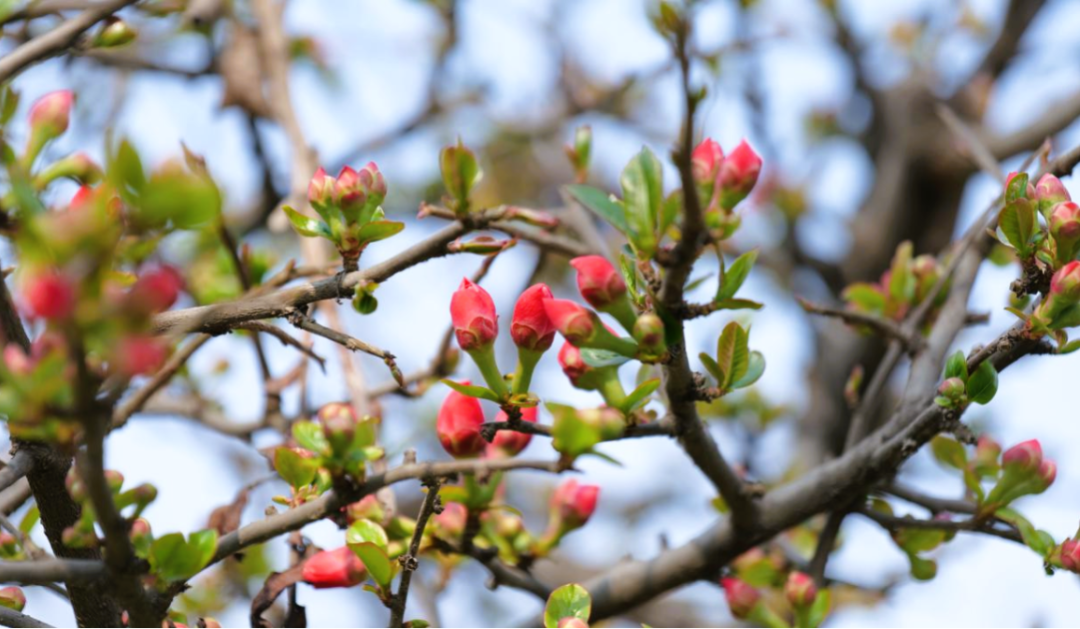 美图来袭沁阳春日美景打包投给你