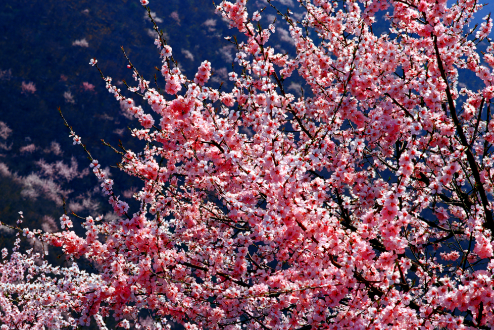 美图来袭沁阳春日美景打包投给你