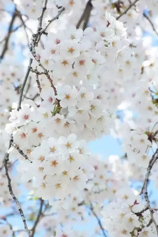 中國最美的櫻花開了，誰還花錢去島國？ 旅遊 第23張