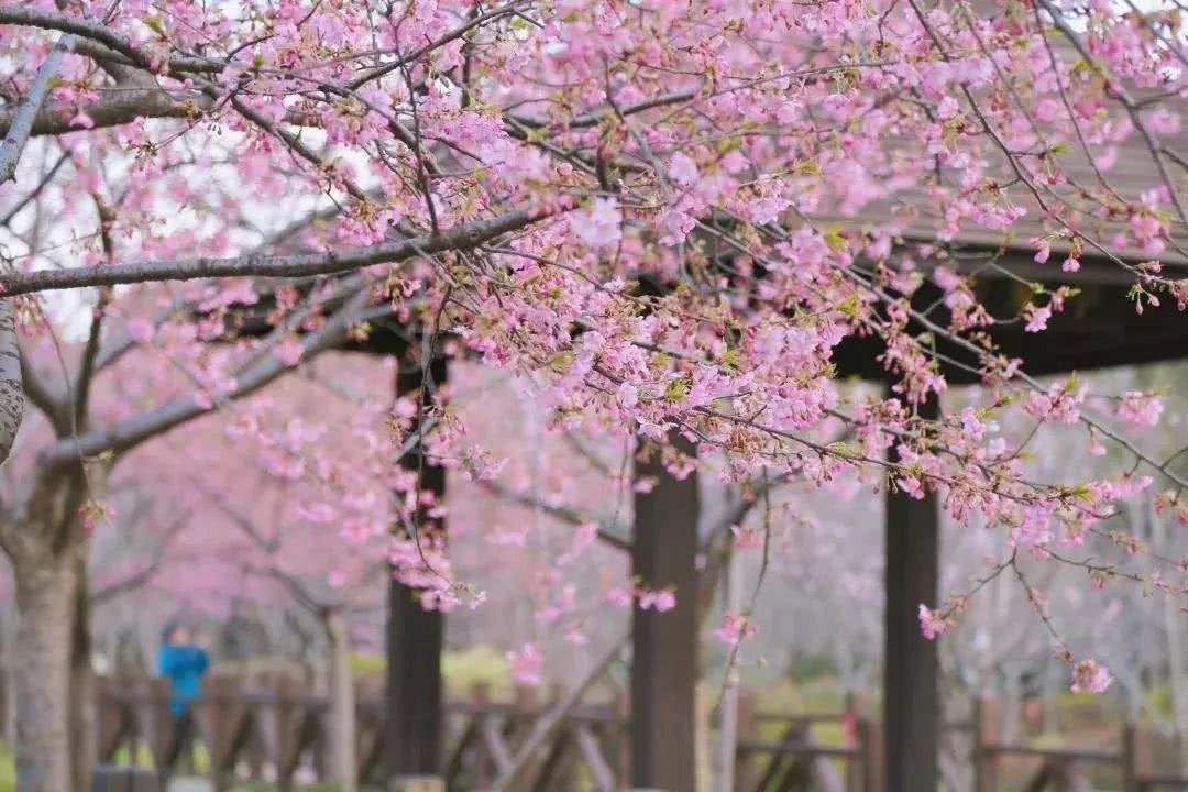 中國最美的櫻花開了，誰還花錢去島國？ 旅遊 第28張